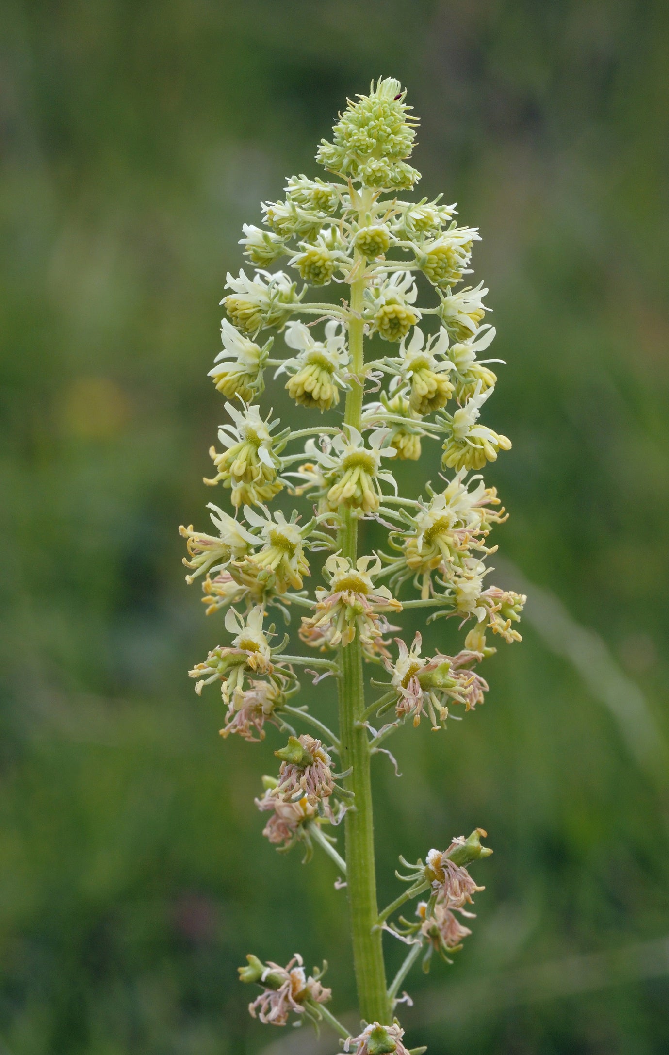 Wildflower Wild Mignonette Reseda lutea Seeds