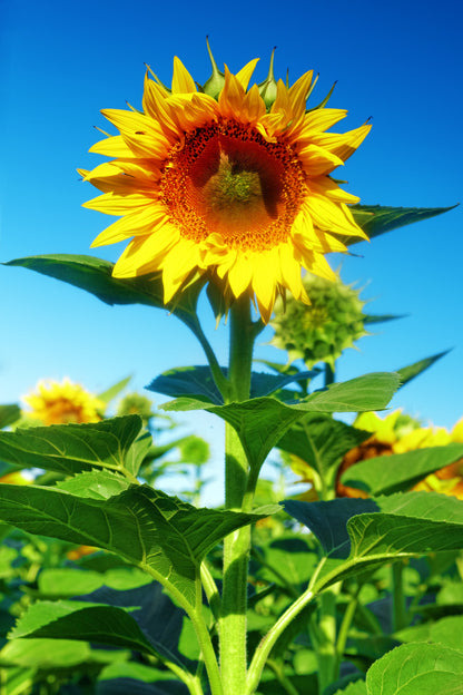 Sunflower Giant Single Seeds- Classic Tall Yellow Variety