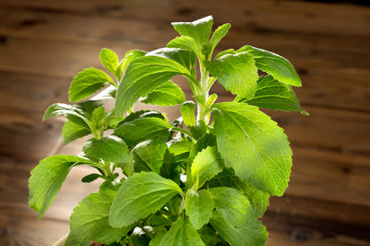 Stevia revaudiana - Sweet Herb Sugar Plant Seeds