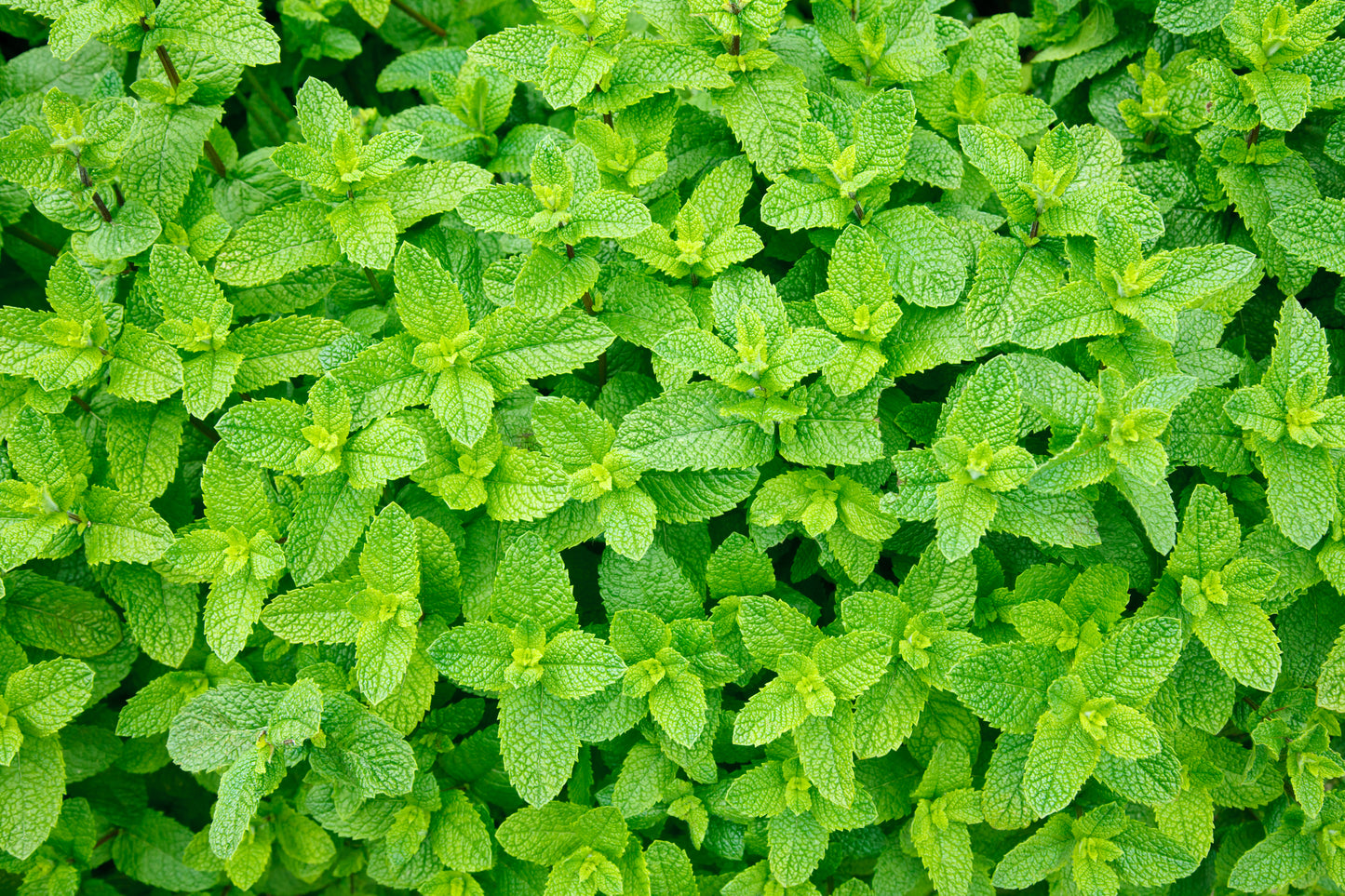 Green Mint Mentha viridis Seeds