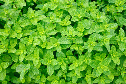 Green Mint Mentha viridis Seeds
