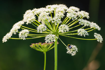 Cow Parsley Anthriscus Sylvestris Seeds