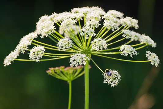 Cow Parsley Anthriscus Sylvestris Seeds