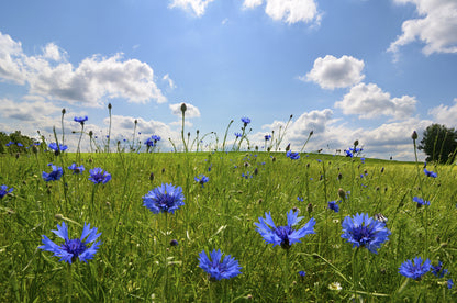 Cornflower Seeds