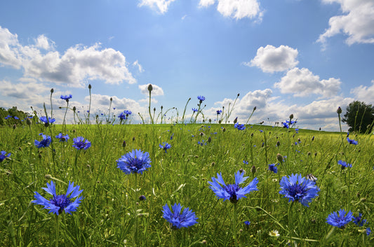 Cornflower Seeds
