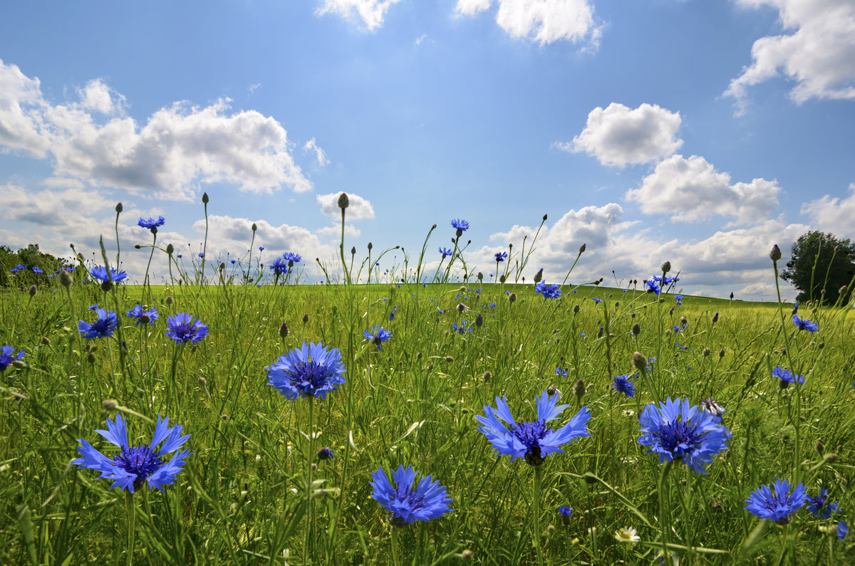 Cornfield Annual Wildflower Mix Seeds