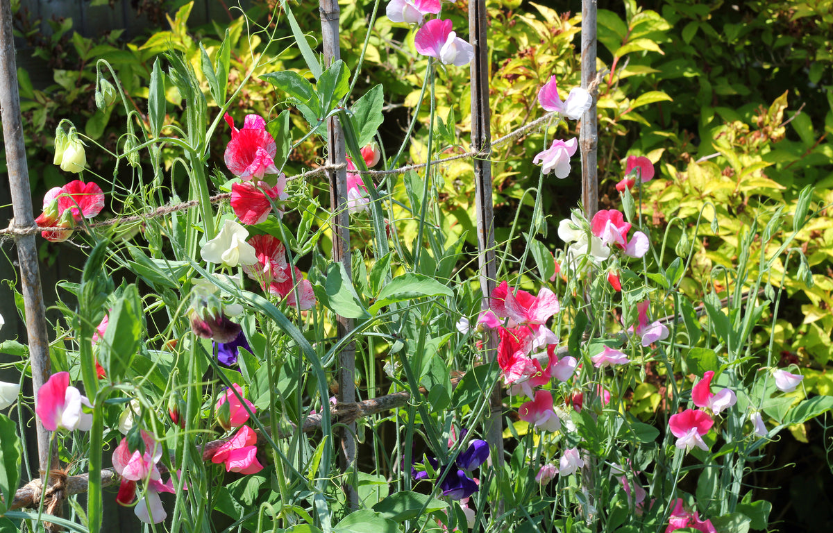 Sweet Pea Giant Spencer Wave Mix Seeds