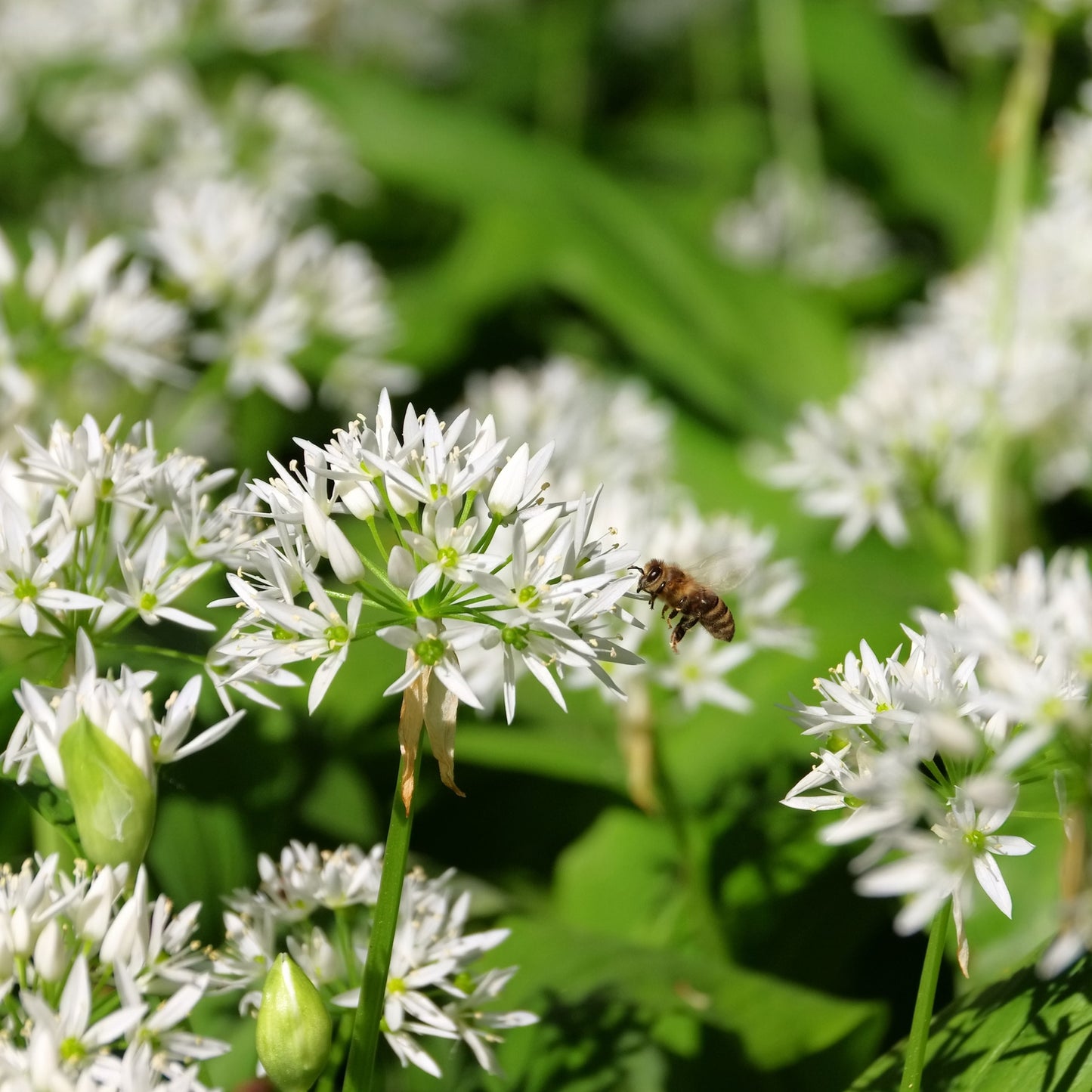 Ramsons Wild Garlic Seeds – Allium ursinum