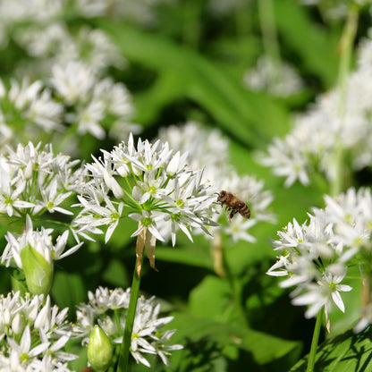 Ramsons Wild Garlic Seeds – Allium ursinum