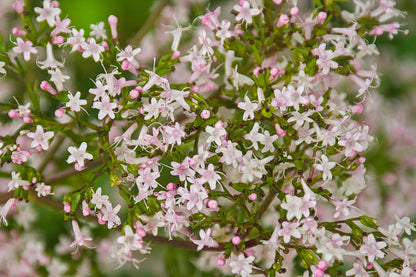 Wild Flower Common Valerian – Valeriana officinalis Seeds