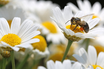 Oxeye Daisy Leucanthemum vulgare Seeds