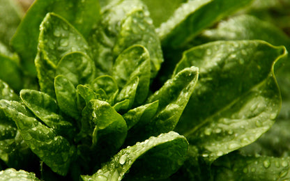 Spinach Giant Winter Seeds