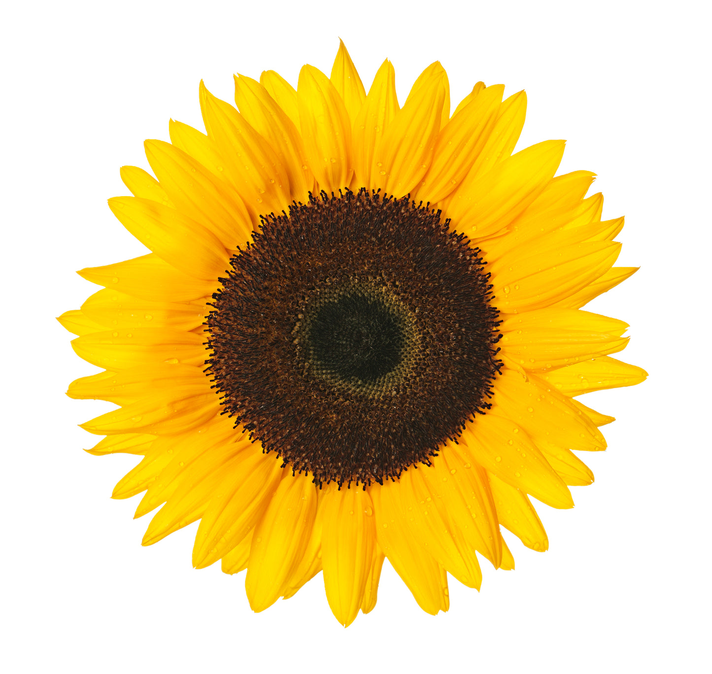 Sunflower Jua Maya F1 Seeds – Pollen-Free Cut Flower Variety