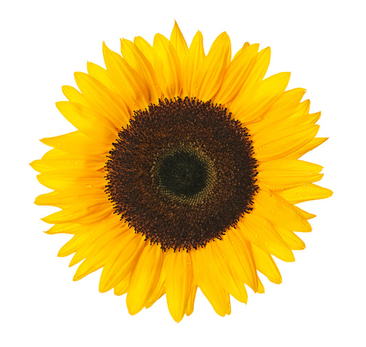 Sunflower Jua Maya F1 Seeds – Pollen-Free Cut Flower Variety