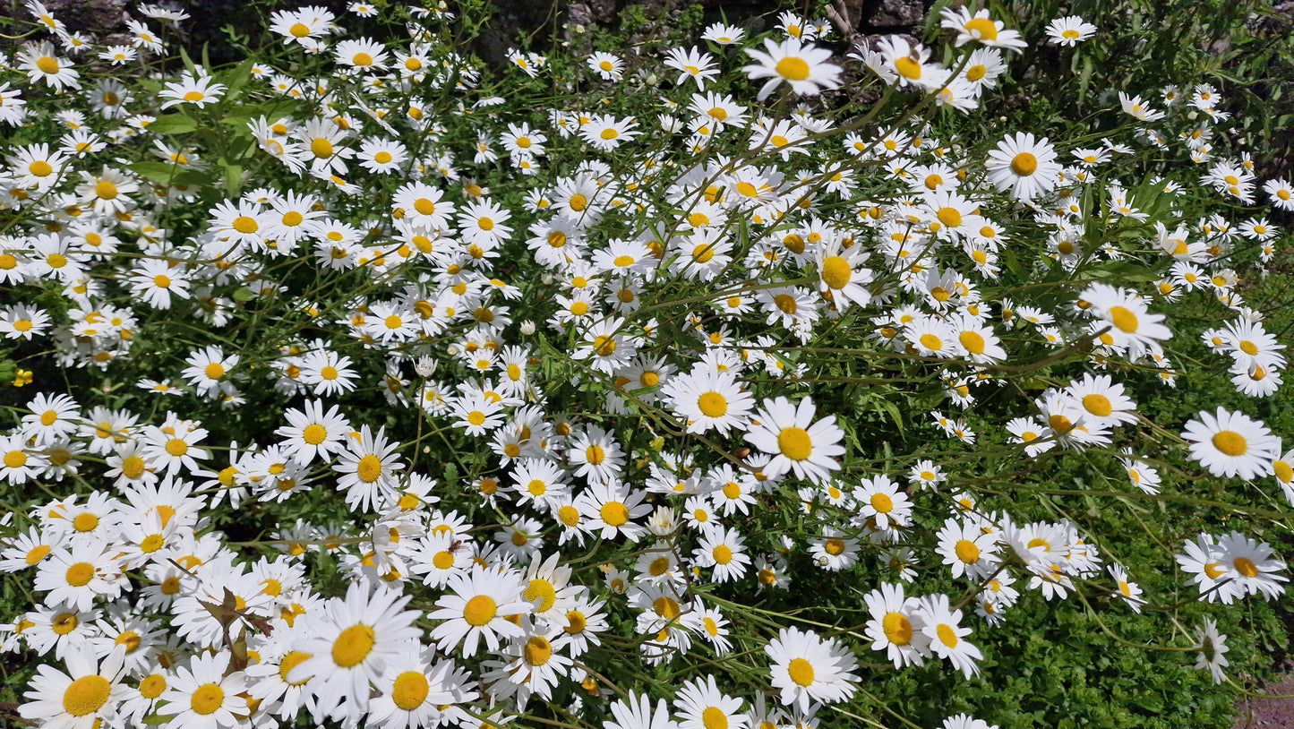 Wild Flower Oxeye Daisy Leucanthemum vulgare Seeds