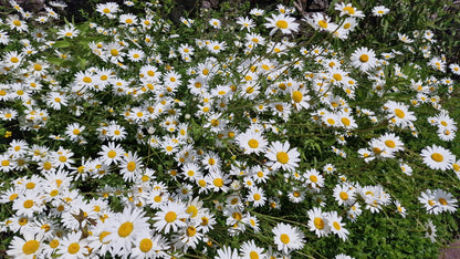 Oxeye Daisy Leucanthemum vulgare Seeds