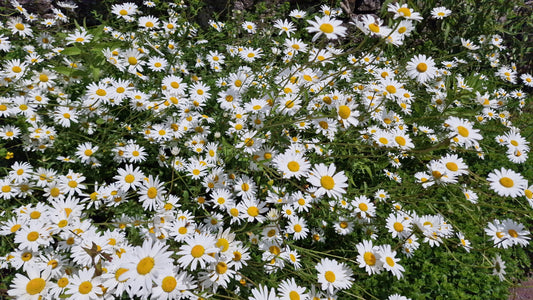 Oxeye Daisy Leucanthemum vulgare Seeds