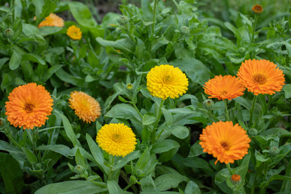 Calendula Pacific Beauty Mix Seeds – Pot Marigold