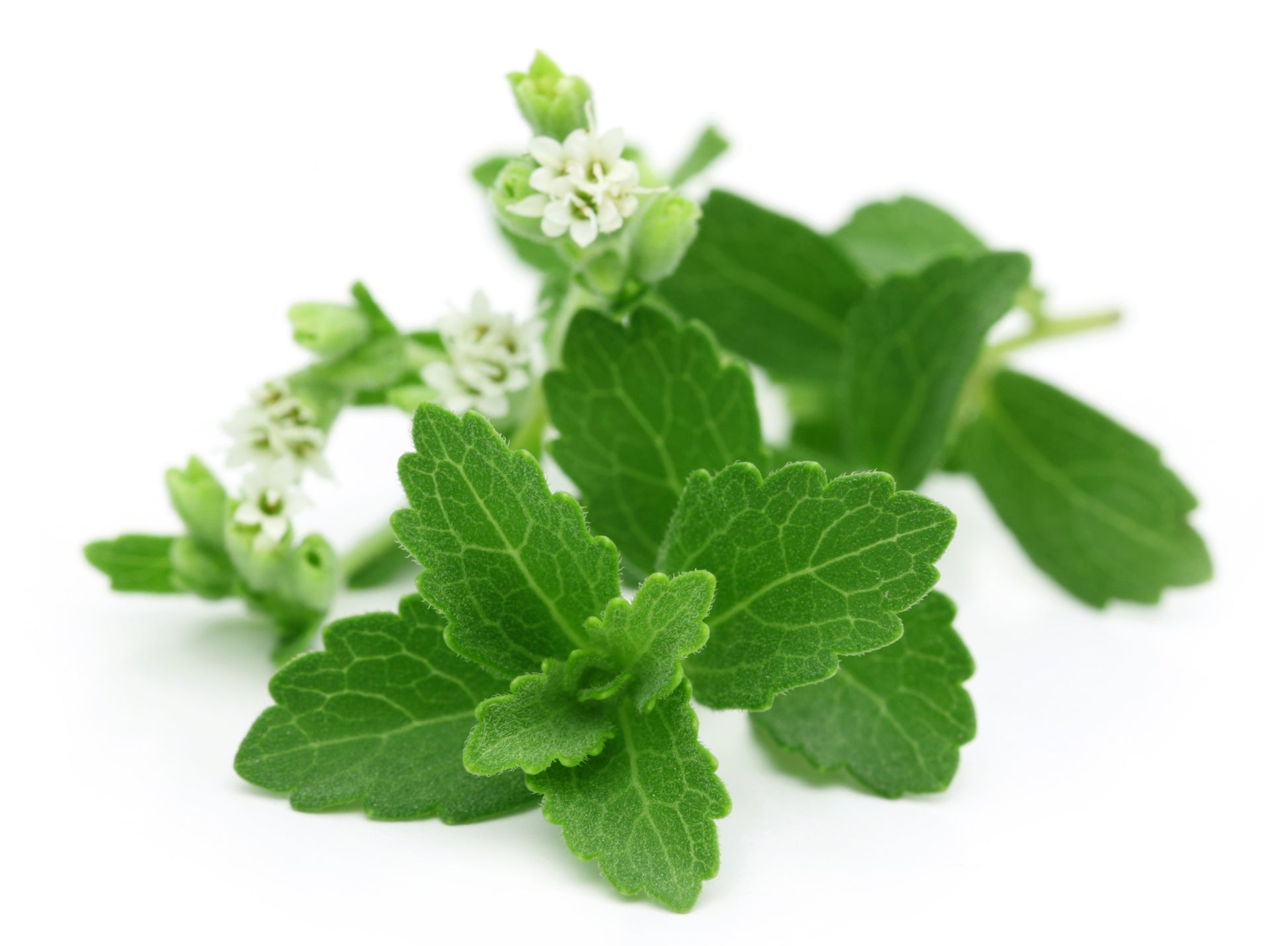 stevia sugar plant seeds Stevia Seeds – Sweet Herb Sugar Plant – JustSeed