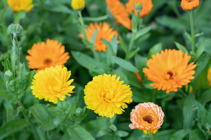 Calendula Pacific Beauty Mix Seeds – Pot Marigold