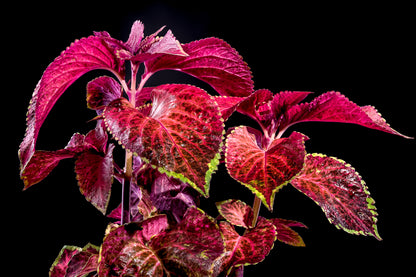 Coleus Chocolate Covered Cherry Seeds – Decorative Foliage (Pelleted)