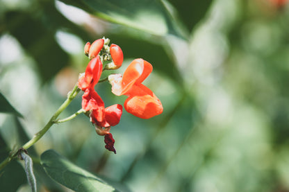 Runner Bean Enorma Seeds – Long Pod High Yield Variety