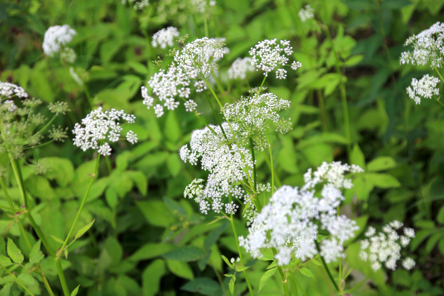 Cow Parsley Anthriscus Sylvestris Seeds