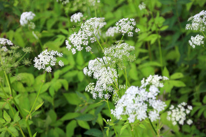 Cow Parsley Anthriscus Sylvestris Seeds