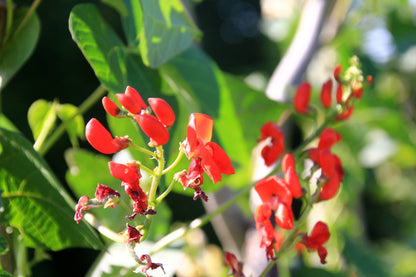 Runner Bean Enorma Seeds – Long Pod High Yield Variety