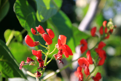 Runner Bean Enorma Seeds – Long Pod High Yield Variety