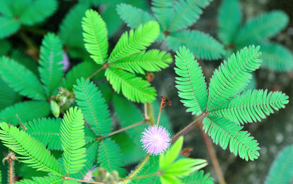 Mimosa pudica - Sensitive Plant Seeds