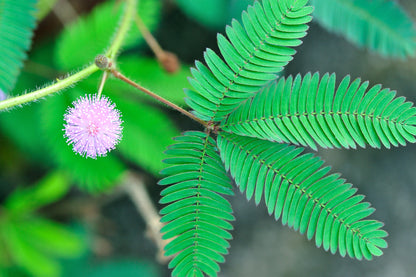 Mimosa pudica - Sensitive Plant Seeds