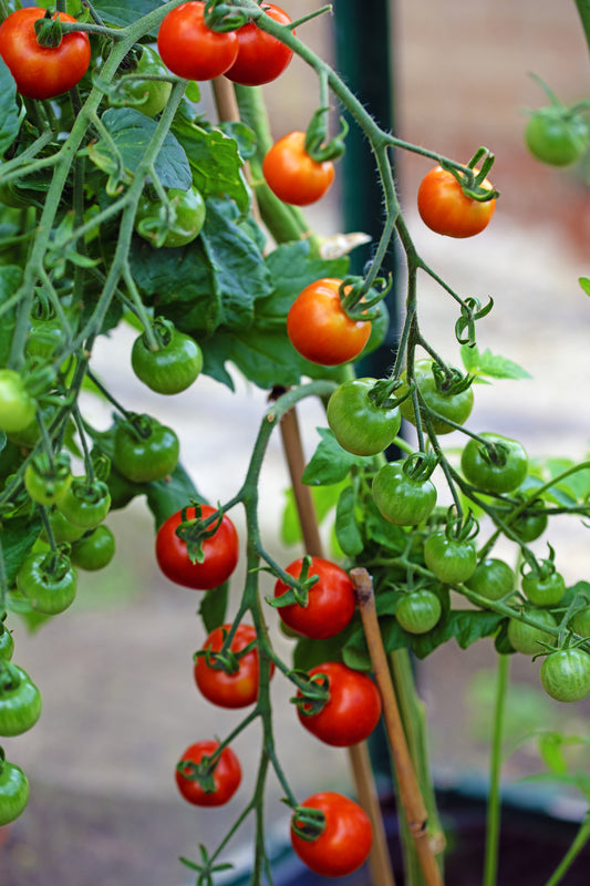 Tomato Gardeners Delight Seeds