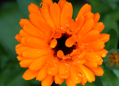 Calendula Officinalis Nova Seeds – Pot Marigold