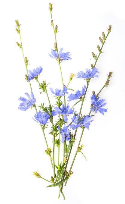 Wild Flower Chicory Cichorium Intybus Seeds