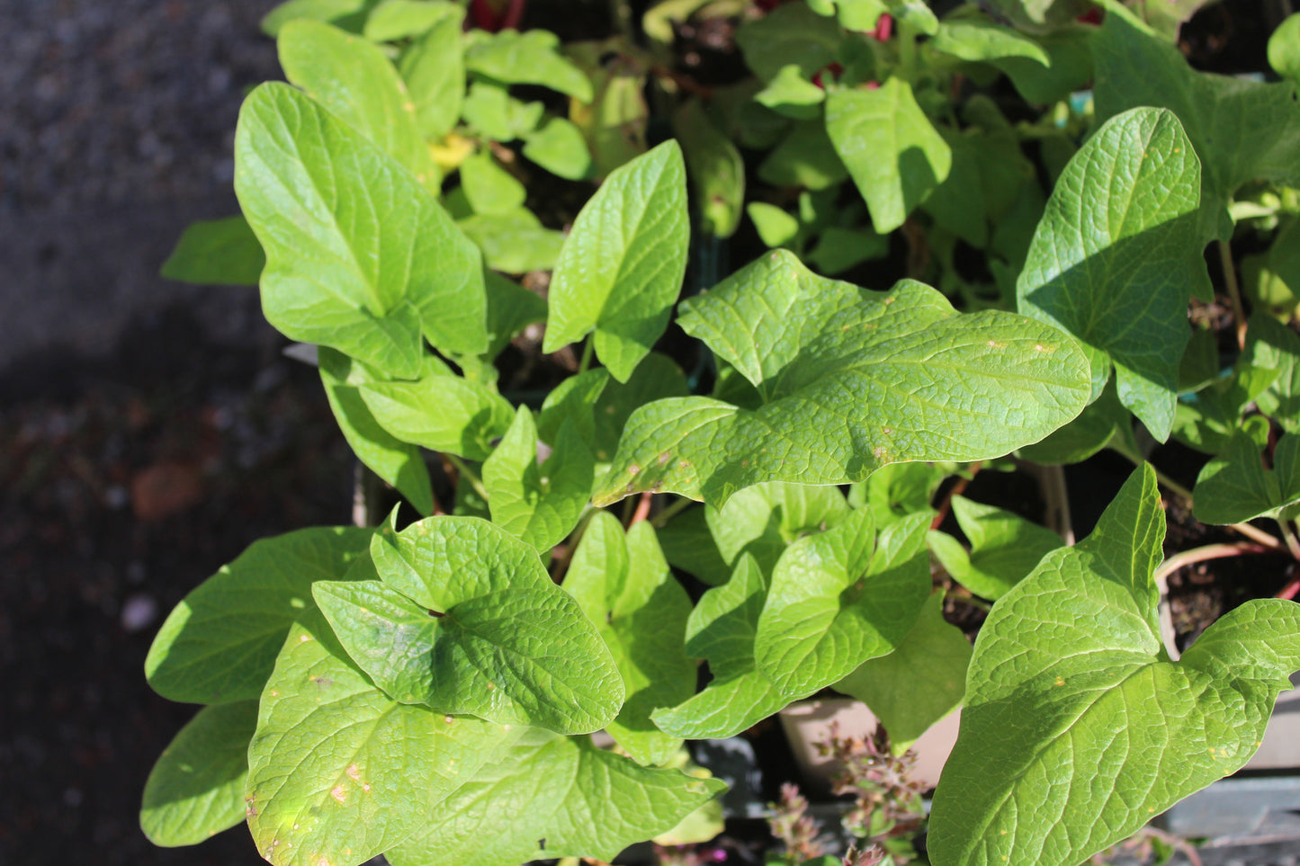 Good King Henry Seeds – Perennial Spinach & Poor Man’s Asparagus