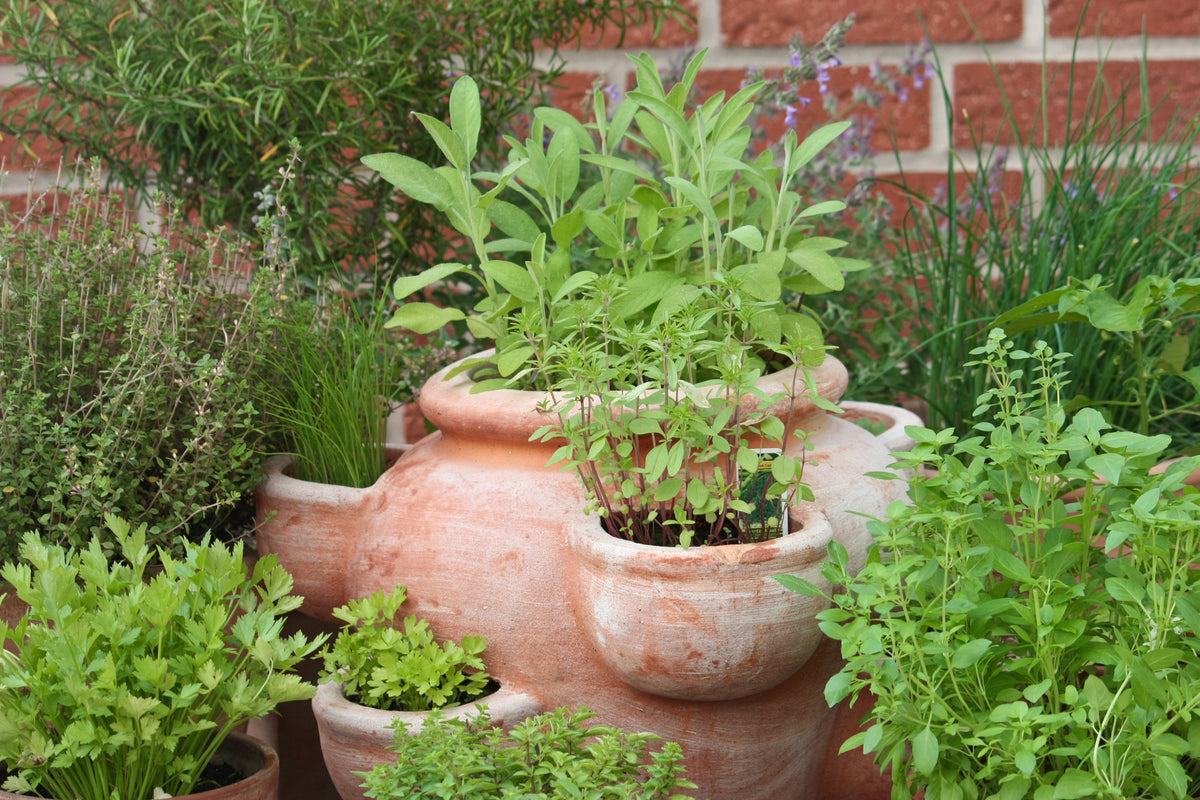 Herb Seeds