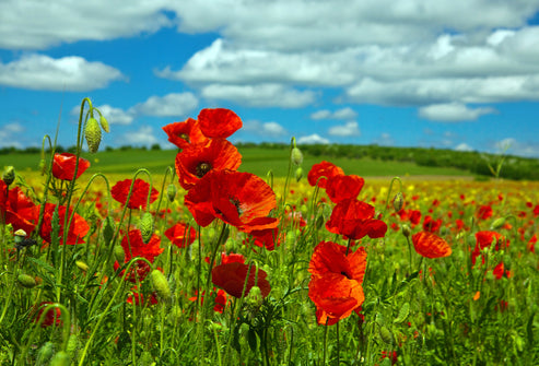Wild Flower Red Common Field Poppy Papaver Rhoeas Seeds – JustSeed