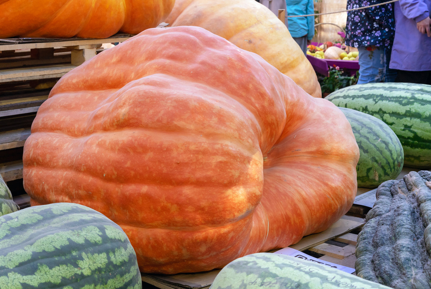 Pumpkin Dills Atlantic Giant Seeds