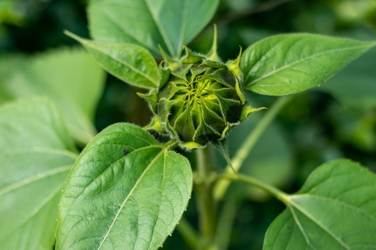 Sunflower Starburst Panache F1 Seeds – Pollen-Free Cut Flower