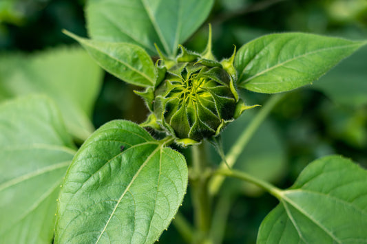 Sunflower Monet’s Palette Seeds – Pollen-Free Pastel Cut Flower Mix