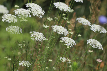 Ammi majus Seeds Bishops Flower