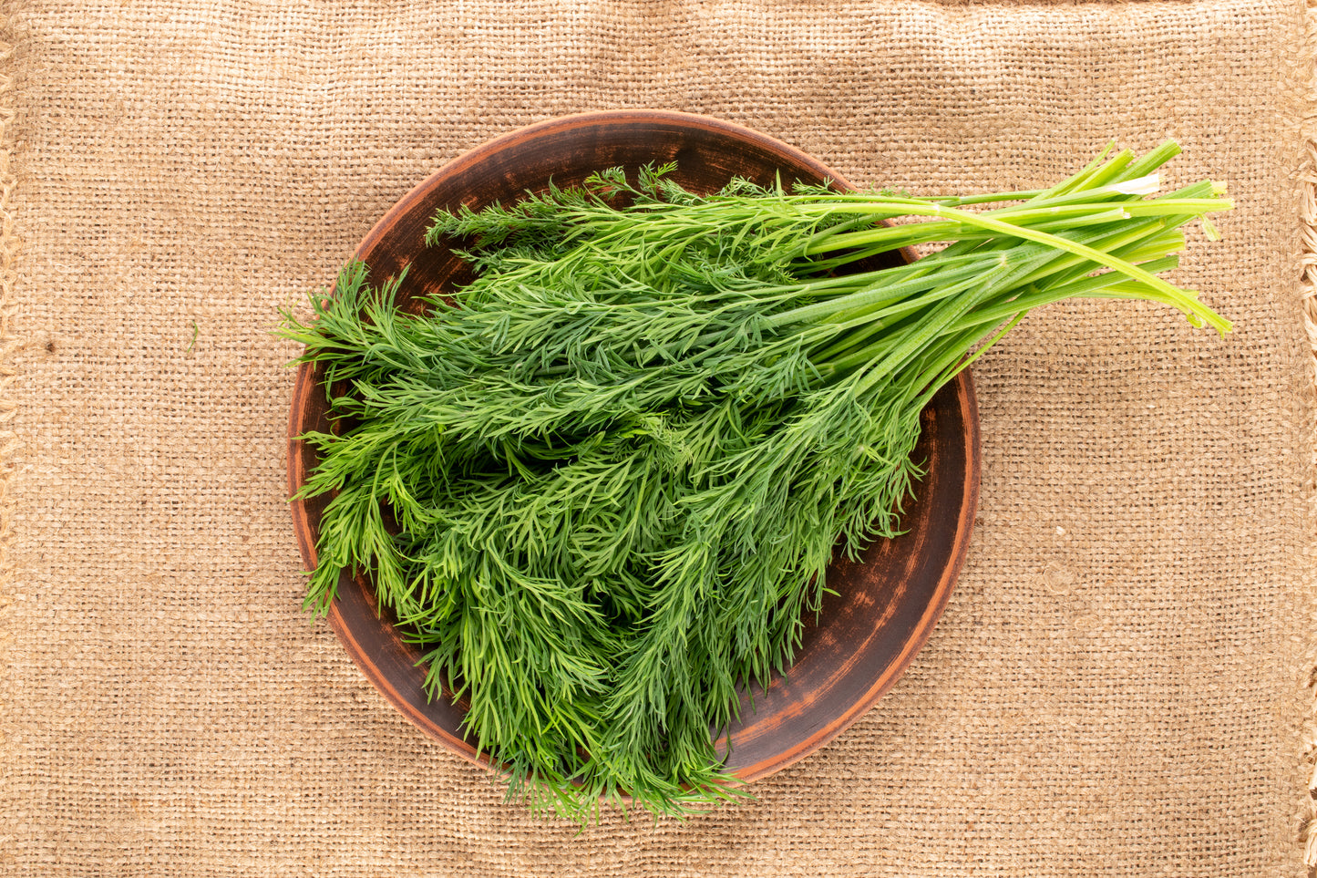 Common Dill Seeds – Anethum graveolens