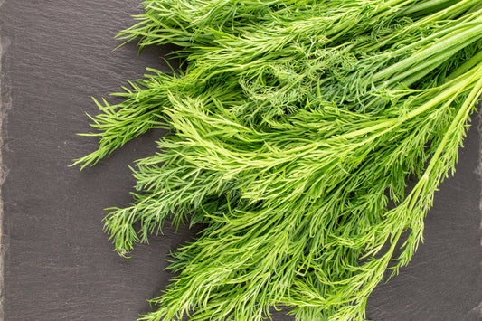 Common Dill Seeds – Anethum graveolens