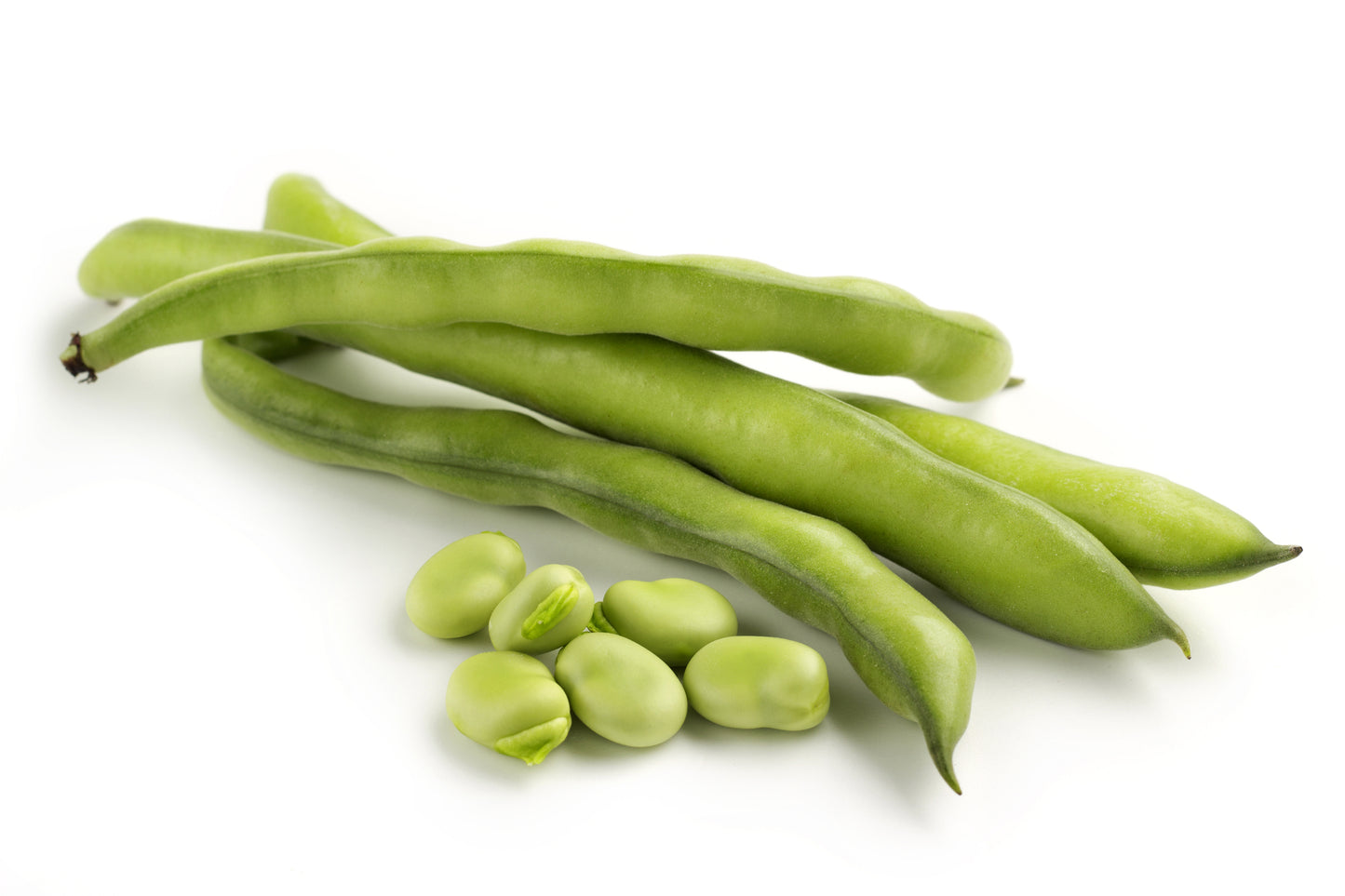 Broad Bean Aquadulce Claudia Seeds