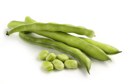 Broad Bean Aquadulce Claudia Seeds