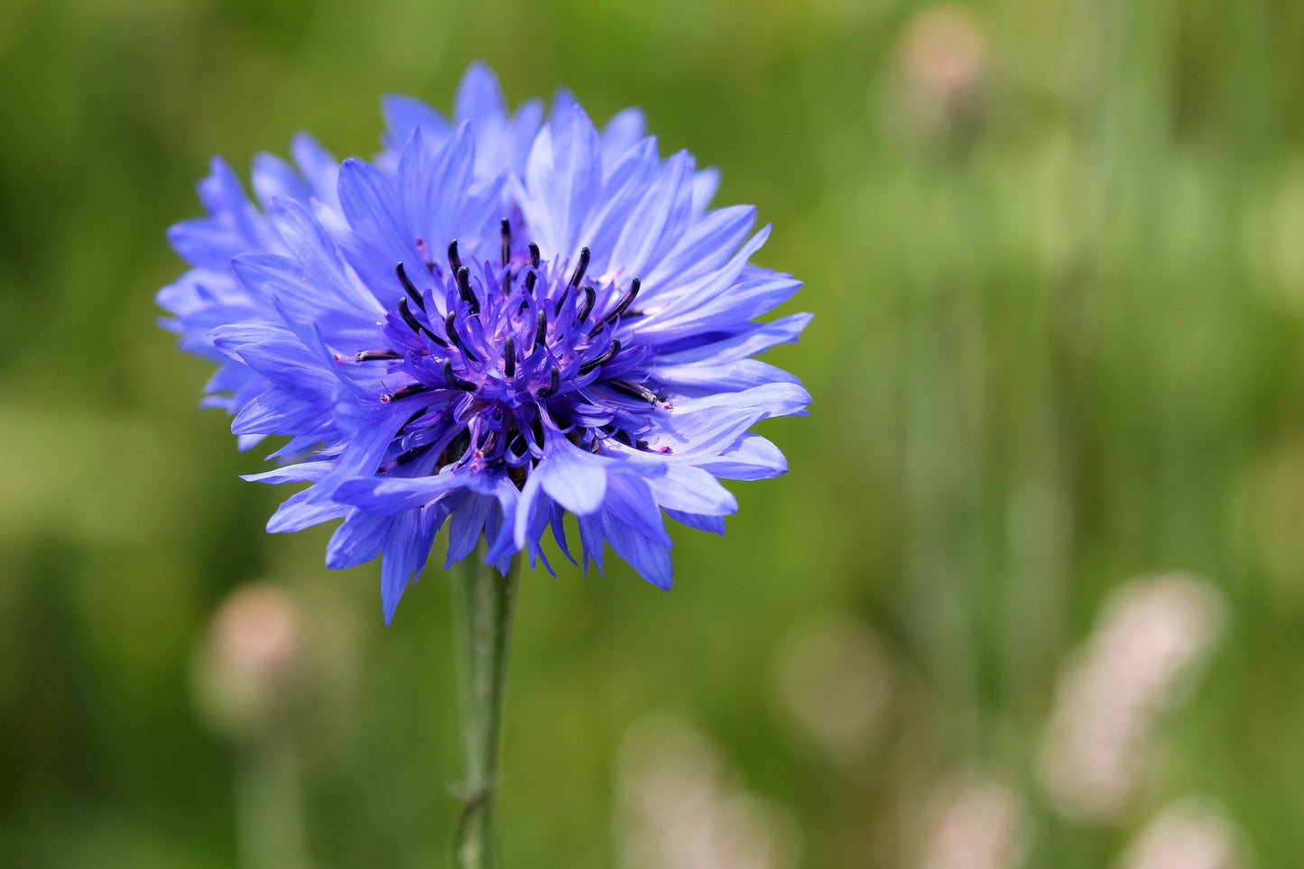 Cornflower Seeds