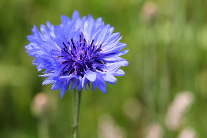 Cornflower Seeds
