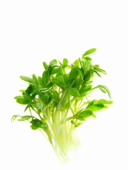 Salad Watercress Nasturtium Officinale Seeds