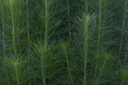 Dill Leaves